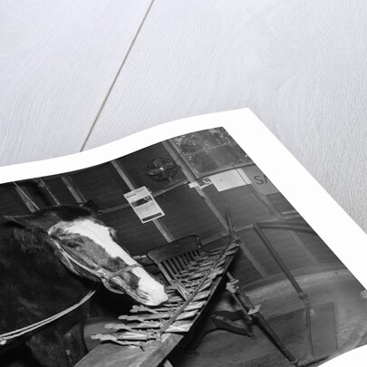 Lady Wonder The "Talking Horse" by Anonymous