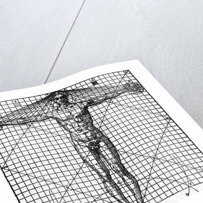 Diagram Of Man'S Proportions; On Graph by Anonymous
