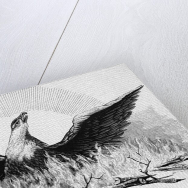 Engraving of Phoenix Rising from Flames by Anonymous