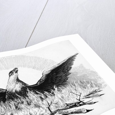 Engraving of Phoenix Rising from Flames by Anonymous