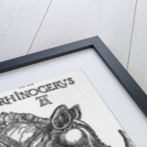 Rhinoceros by Albrecht Dürer