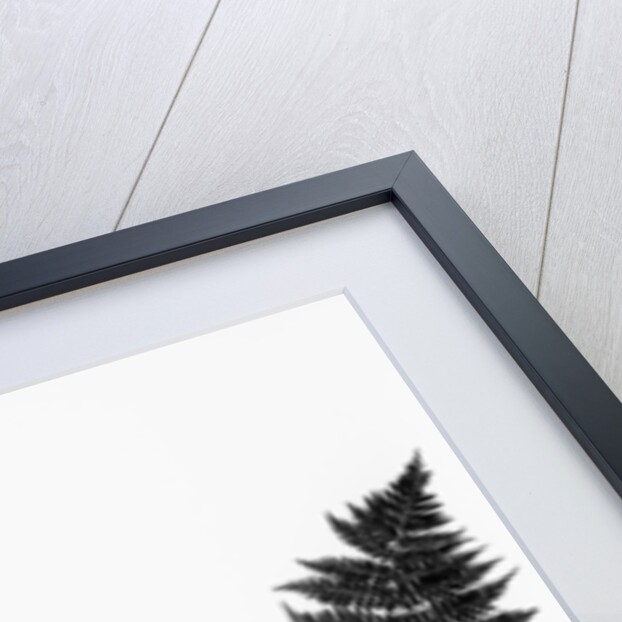 Photographic Study Of Fern Leaves by Anonymous