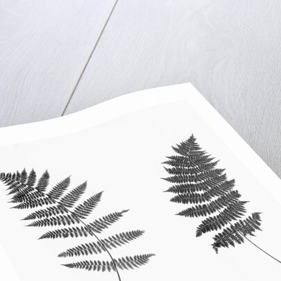 Photographic Study Of Fern Leaves by Anonymous