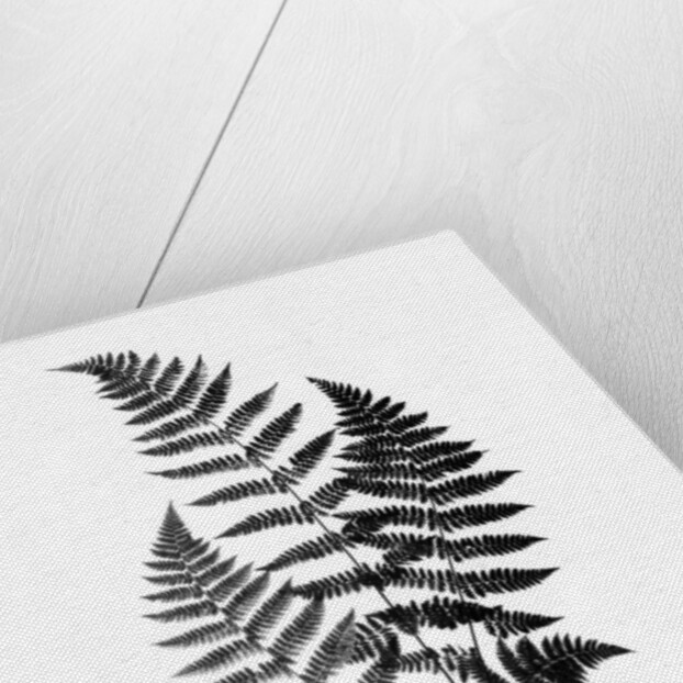 Photographic Study Of Fern Leaves by Anonymous