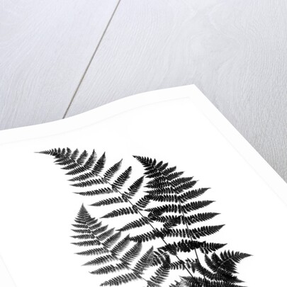 Photographic Study Of Fern Leaves by Anonymous