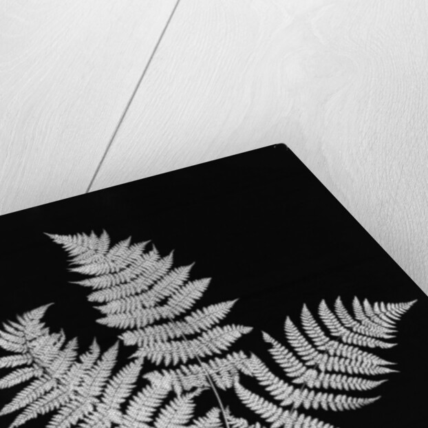 Photographic Study Of Fern Leaves by Anonymous