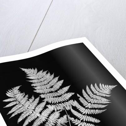 Photographic Study Of Fern Leaves by Anonymous