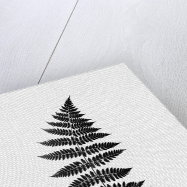 Photographic Study Of Fern Leaves by Anonymous
