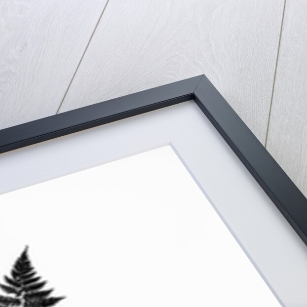 Photographic Study Of Fern Leaves by Anonymous
