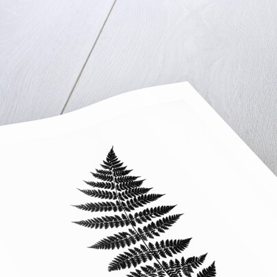 Photographic Study Of Fern Leaves by Anonymous