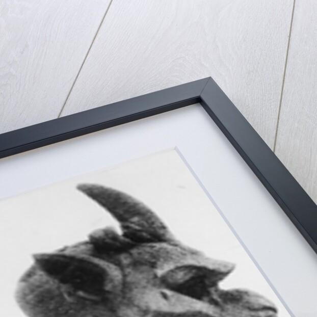 Gargoyle on Notre Dame Cathedral by Anonymous