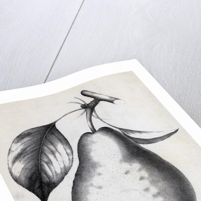 Lithograph Of Bartlett Pear by Anonymous