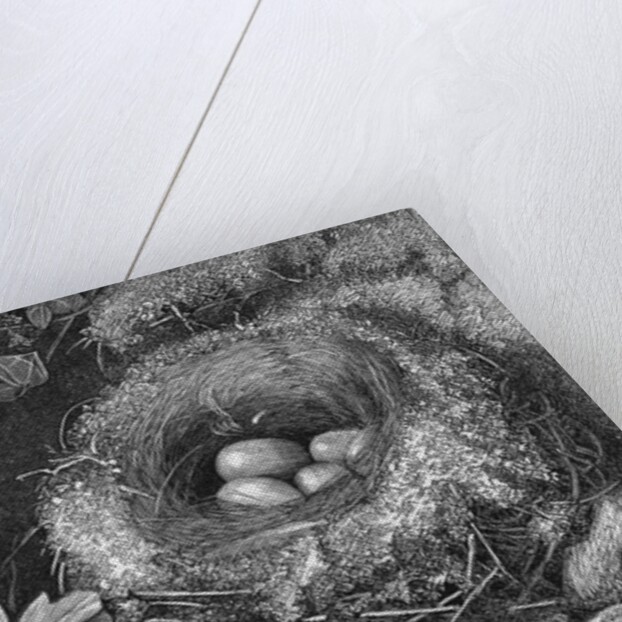 Engraving Of A Bird'S Nest With Eggs by Anonymous