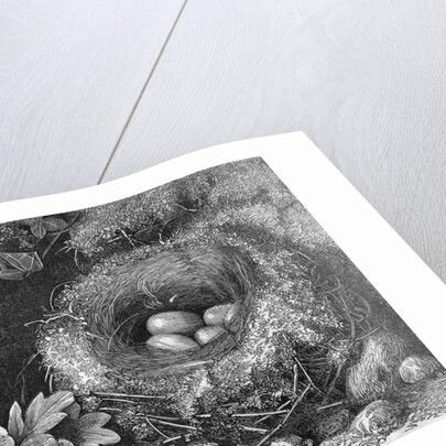 Engraving Of A Bird'S Nest With Eggs by Anonymous