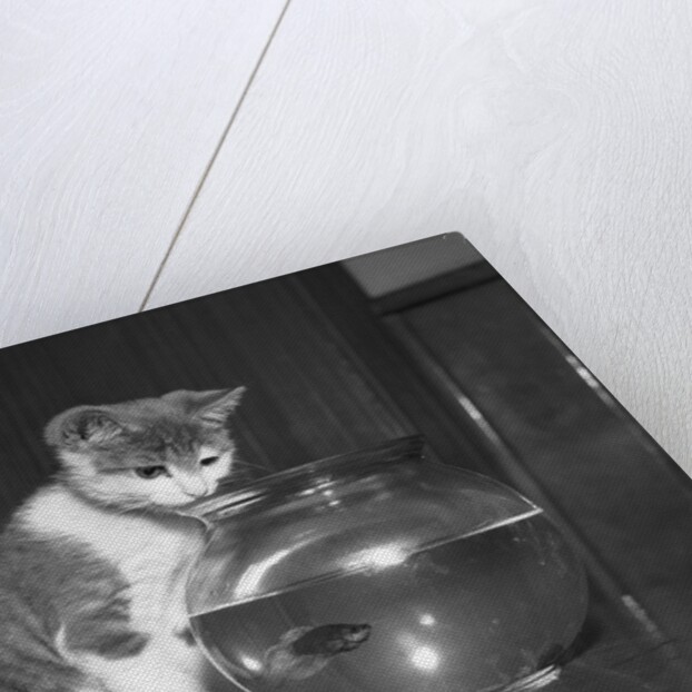 Kitten Watching Fish in a Bowl by Anonymous
