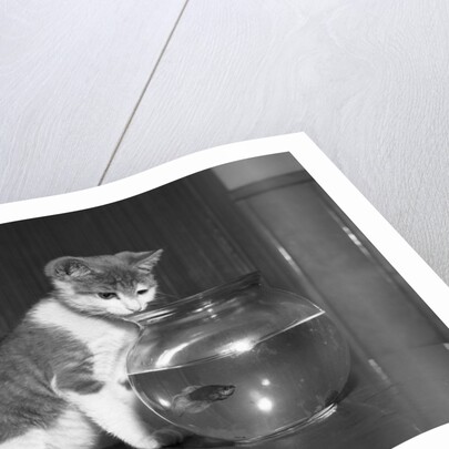 Kitten Watching Fish in a Bowl by Anonymous