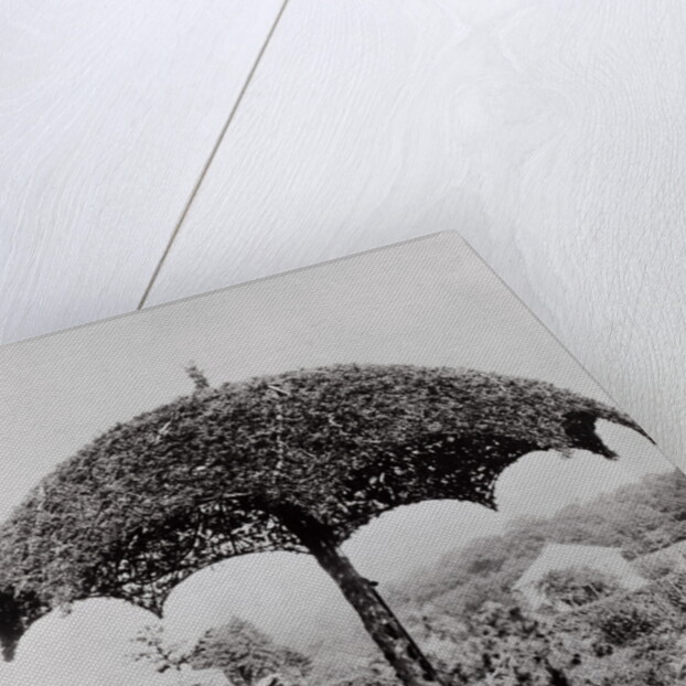 Umbrella Shaped Tree From Garden by Anonymous