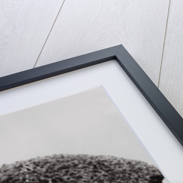 Umbrella Shaped Tree From Garden by Anonymous