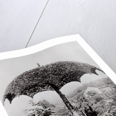 Umbrella Shaped Tree From Garden by Anonymous