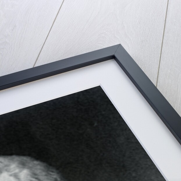 Portrait of Alexander Hamilton by Anonymous