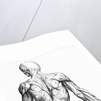 Woodcut Illustration of the Superficial Muscles in Posterior View by Andreas Vesalius