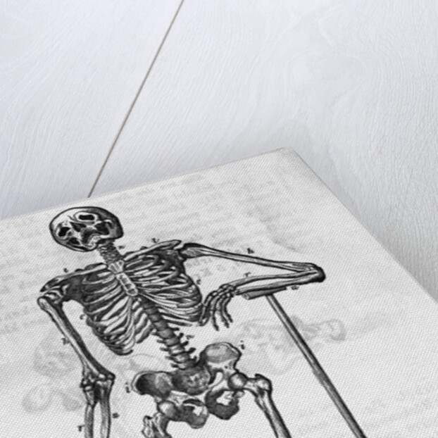 Human Body Skeleton by Anonymous