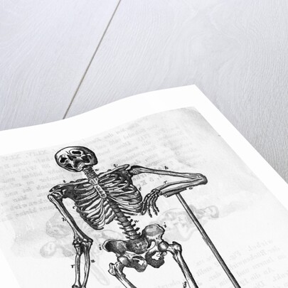 Human Body Skeleton by Anonymous