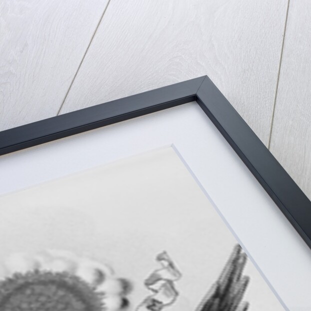 Engraving of the Seal of the United States by Anonymous