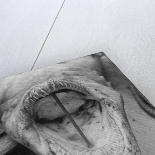 Head of Shark Lying Upside Down on Dock by Anonymous