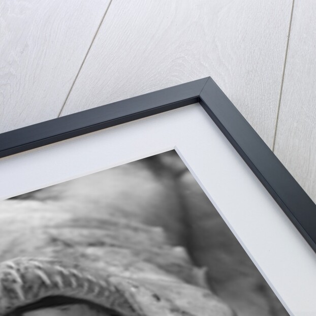 Head of Shark Lying Upside Down on Dock by Anonymous