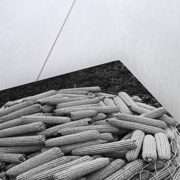 Hybrid Corn by Anonymous