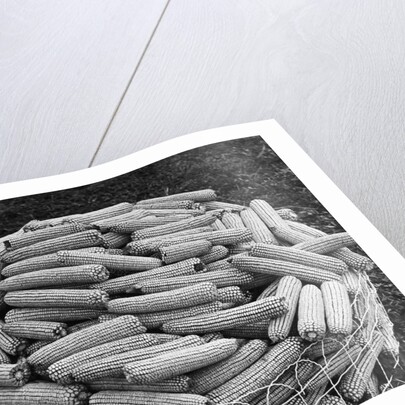 Hybrid Corn by Anonymous
