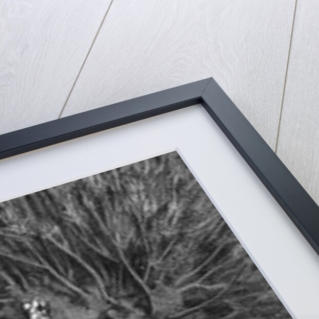 Help! The Marquis of Carabas is Drowning Engraving by Gustave Dore