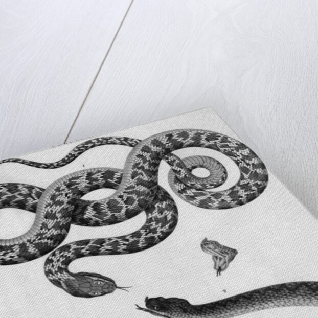 Engraved Illustration Of 2 Snakes by Anonymous