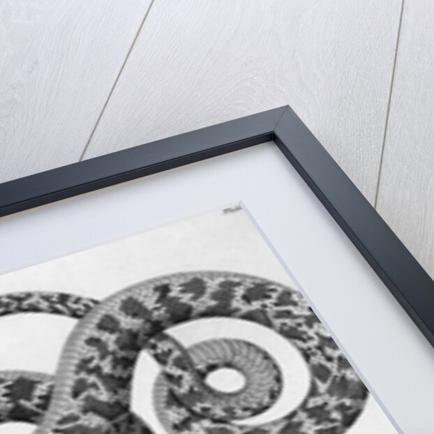 Engraved Illustration Of 2 Snakes by Anonymous