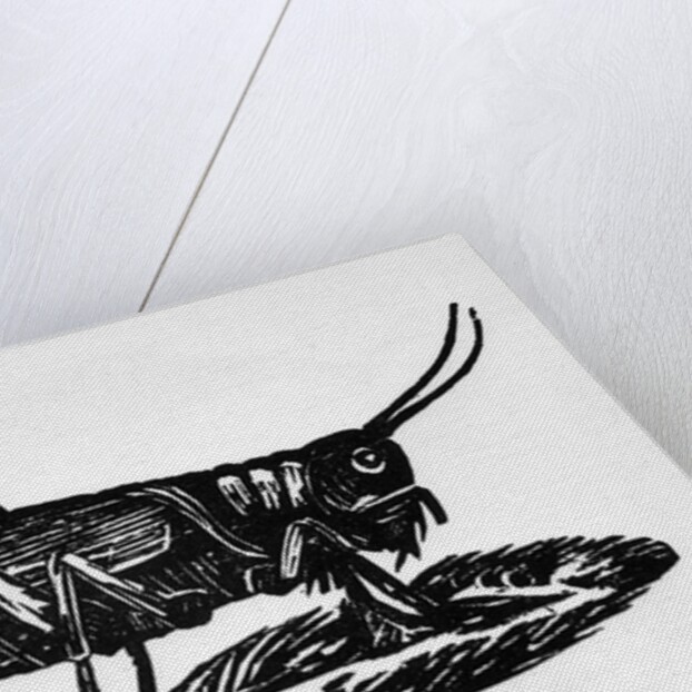 Woodcut Of A Grasshopper by Anonymous