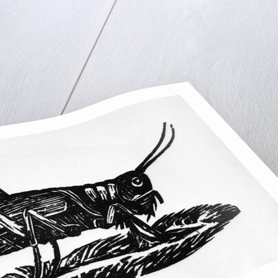 Woodcut Of A Grasshopper by Anonymous