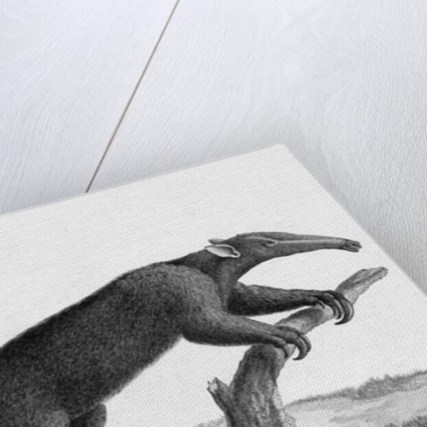 Engraving Of A Tamandua (Anteater) by Anonymous
