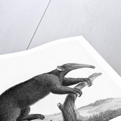 Engraving Of A Tamandua (Anteater) by Anonymous