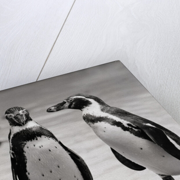 Two Penguins Standing Side By Side by Anonymous