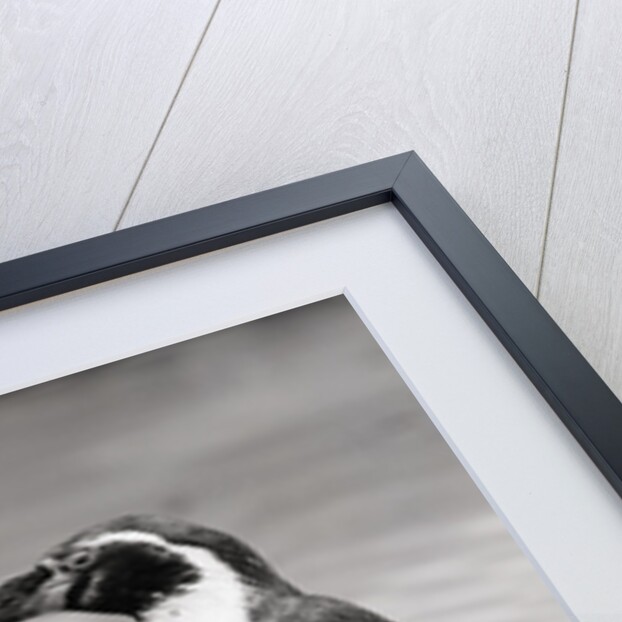 Two Penguins Standing Side By Side by Anonymous