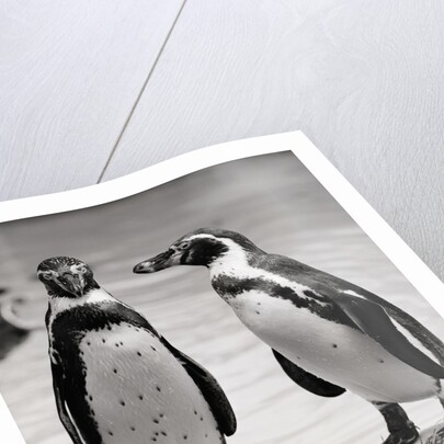 Two Penguins Standing Side By Side by Anonymous