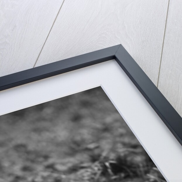 Boy with Dog Fishing by Anonymous