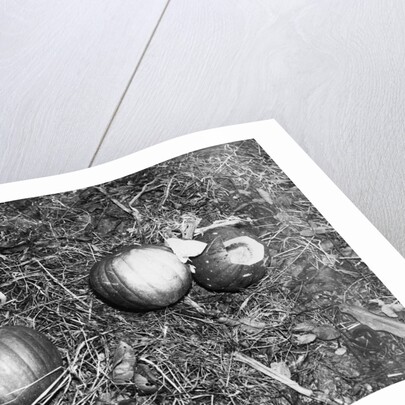 Pumpkin with Microfilms at Farm by Anonymous
