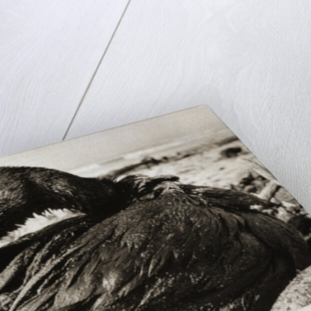 Oil-Covered Duck Struggles To Move by Anonymous