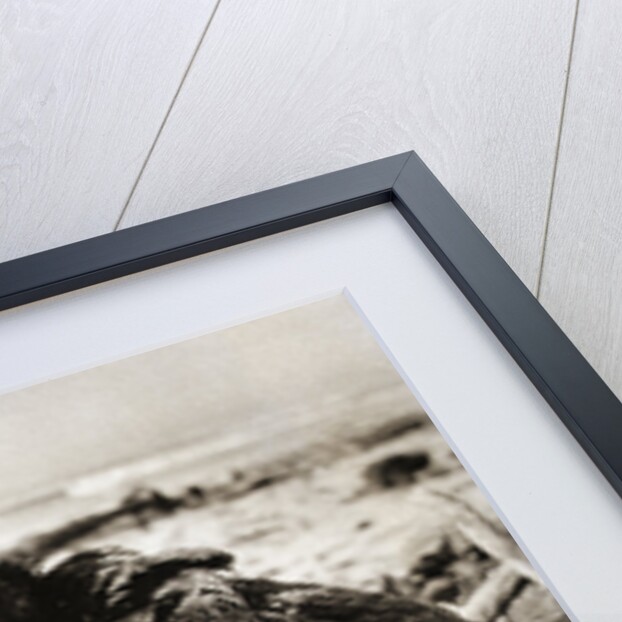 Oil-Covered Duck Struggles To Move by Anonymous