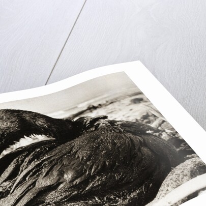 Oil-Covered Duck Struggles To Move by Anonymous