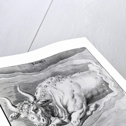 Engraving Of Taurus by Anonymous