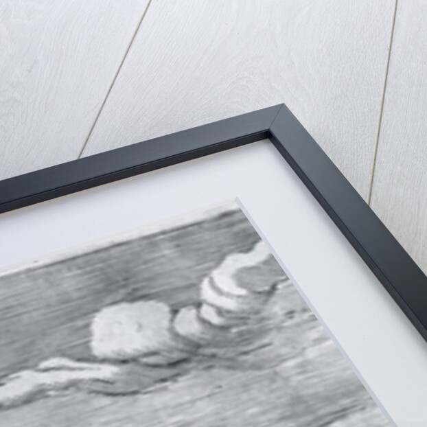 Engraving Of The Lion; Constellation by Anonymous