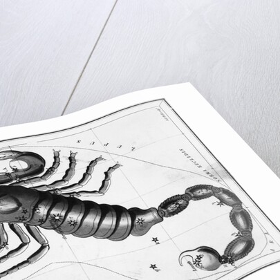 Scorpio Constellation Illustrated on Star Map by Anonymous